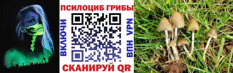 гидра   Южа  Галлюциногенные грибы Psilocybine cubensis 